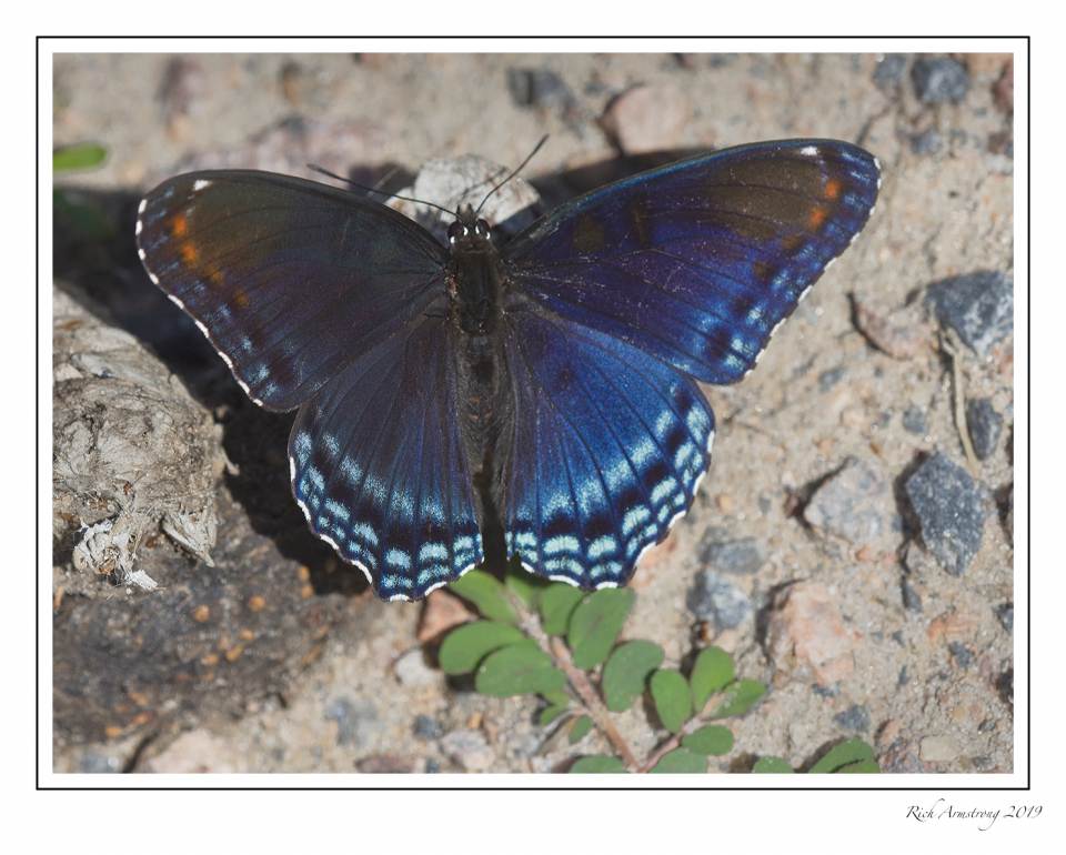 Red-spotted Purple Butterfly.jpg